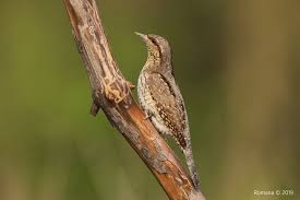 Image result for Jynx torquilla