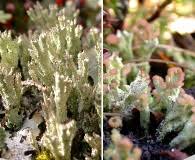 Attēlu rezultāti vaicājumam “Cladonia ramulosa”