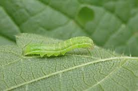 Attēlu rezultāti vaicājumam “Phlogophora meticulosa”