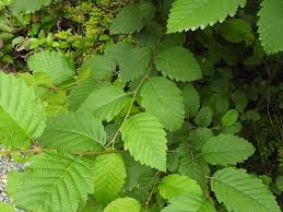 Image result for Alder Cc