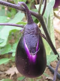 Afbeeldingsresultaat voor melanzana prosperosa eggplant