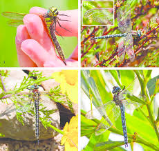 Attēlu rezultāti vaicājumam “Brachytron pratense”
