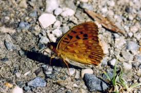 Attēlu rezultāti vaicājumam “Argynnis adippe”