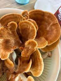 Attēlu rezultāti vaicājumam “Bondarzewia mesenterica”