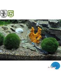 Imagini pentru Cladophora aegagropila