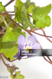 Attēlu rezultāti vaicājumam “Cymbalaria muralis flower”