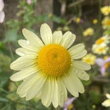 Image result for Anthemis tinctoria