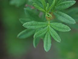 Attēlu rezultāti vaicājumam “Pentaphylloides fruticosa”