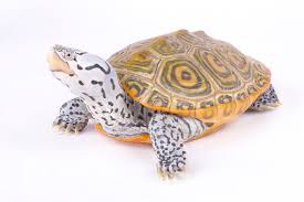 Image result for Malaclemys terrapin