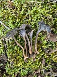 Attēlu rezultāti vaicājumam “Pseudocraterellus”