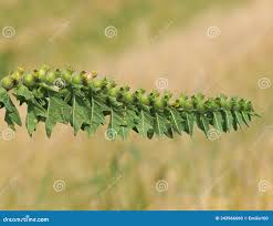 Attēlu rezultāti vaicājumam “Hyoscyamus niger fruit”