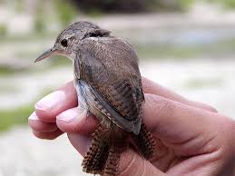 Attēlu rezultāti vaicājumam “Troglodytes troglodytes”