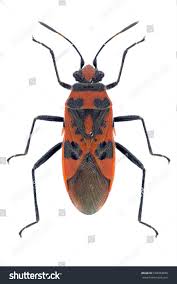 Attēlu rezultāti vaicājumam “Corizus hyoscyami”