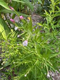 Attēlu rezultāti vaicājumam “Epilobium hirsutum leaf”