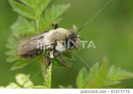 Attēlu rezultāti vaicājumam “Andrena vaga”