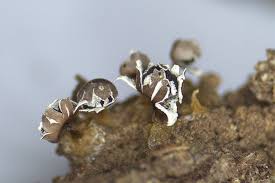 Attēlu rezultāti vaicājumam “Diderma radiatum young”