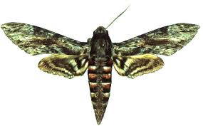 Attēlu rezultāti vaicājumam “Agrius convolvuli”