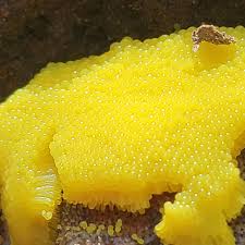 Attēlu rezultāti vaicājumam “Stemonitis flavogenita”