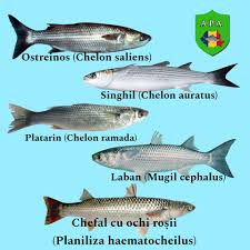 Image result for Chelon saliens