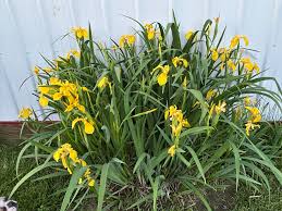 Attēlu rezultāti vaicājumam “Iris pseudacorus flower”