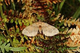 Attēlu rezultāti vaicājumam “Pelurga comitata”