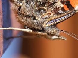 Attēlu rezultāti vaicājumam “Vanessa atalanta upperside”