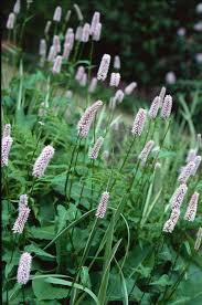 Attēlu rezultāti vaicājumam “Bistorta major leaf”