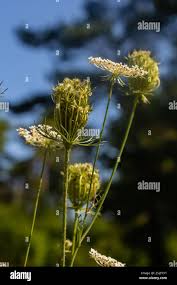 Attēlu rezultāti vaicājumam “Daucus sativus flower”