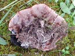 Attēlu rezultāti vaicājumam “Hydnellum sp.”