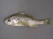 Image result for Leiostomus xanthurus