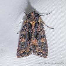 Attēlu rezultāti vaicājumam “Mniotype satura”