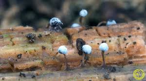 Attēlu rezultāti vaicājumam “Didymium megalosporum macro”