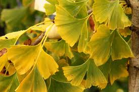 Attēlu rezultāti vaicājumam “Ginkgo biloba leaf”