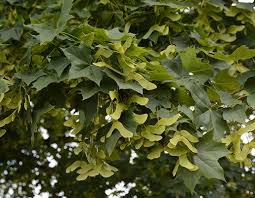 Attēlu rezultāti vaicājumam “Acer platanoides fruit”