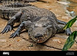 Image result for Crocodylus acutus