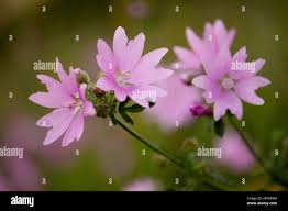 Attēlu rezultāti vaicājumam “Geranium pyrenaicum”