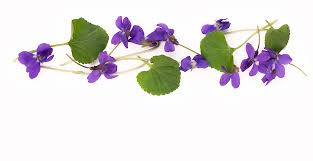 Attēlu rezultāti vaicājumam “Viola odorata leaf”