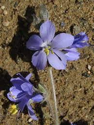 Attēlu rezultāti vaicājumam “Polemonium caeruleum bud”
