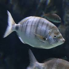 Image result for Diplodus puntazzo