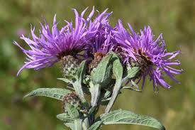 Attēlu rezultāti vaicājumam “Centaurea phrygia bud”