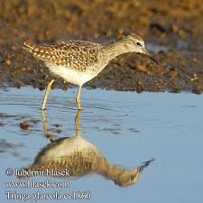 Attēlu rezultāti vaicājumam “Tringa glareola”