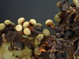 Attēlu rezultāti vaicājumam “Craterium leucocephalum macro”