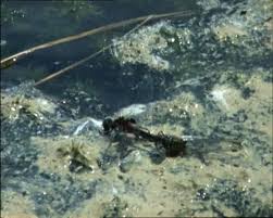 Attēlu rezultāti vaicājumam “Leucorrhinia rubicunda male”