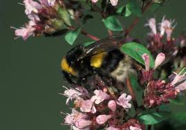 Attēlu rezultāti vaicājumam “Bombus terrestris”