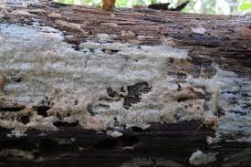 Attēlu rezultāti vaicājumam “Ceriporia viridans”