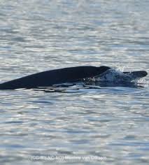 Image result for Mesoplodon bidens