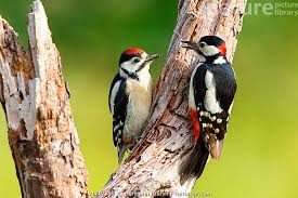 Attēlu rezultāti vaicājumam “Dendrocopos major”