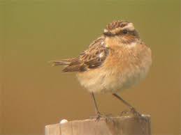 Attēlu rezultāti vaicājumam “Saxicola rubetra adult”