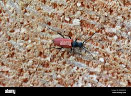 Attēlu rezultāti vaicājumam “Anastrangalia sanguinolenta”