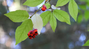 Attēlu rezultāti vaicājumam “Euonymus verrucosus”